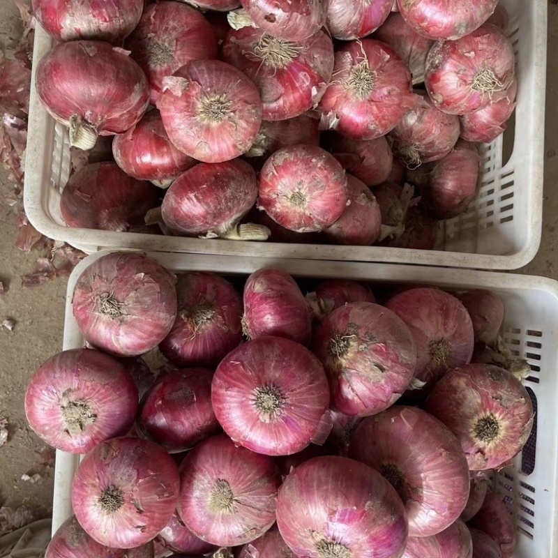 河南精品紫皮洋葱，大量现货实力代办，诚信合作市场供应