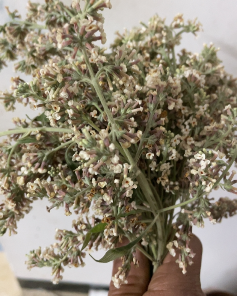 黄花，紫黄花。糯米饭少不了它