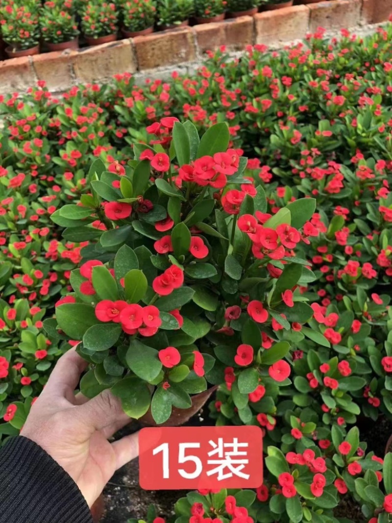 铁海棠虎刺梅带花苞优选品质带盆整箱批发欢迎下单