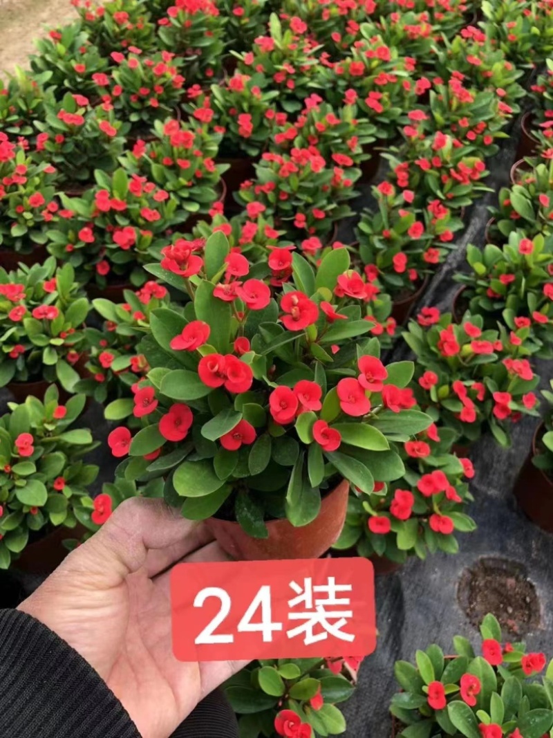 铁海棠虎刺梅带花苞优选品质带盆整箱批发欢迎下单