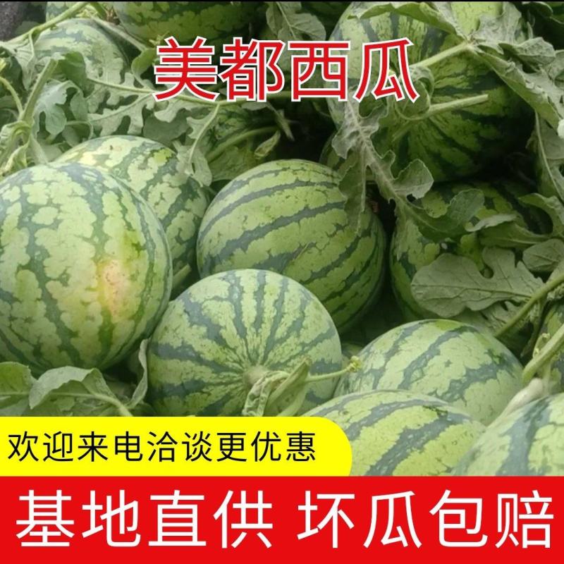 河南虞城美都西瓜美都8424自根苗产地直供诚信代办