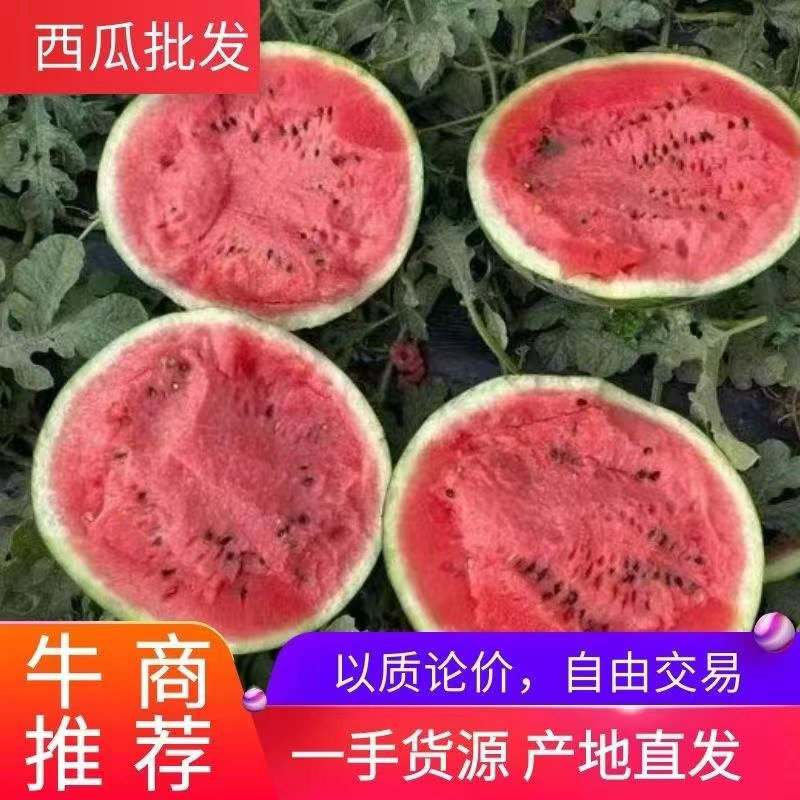 山东陆地甜王，大量供应，皮薄肉多，香甜可口