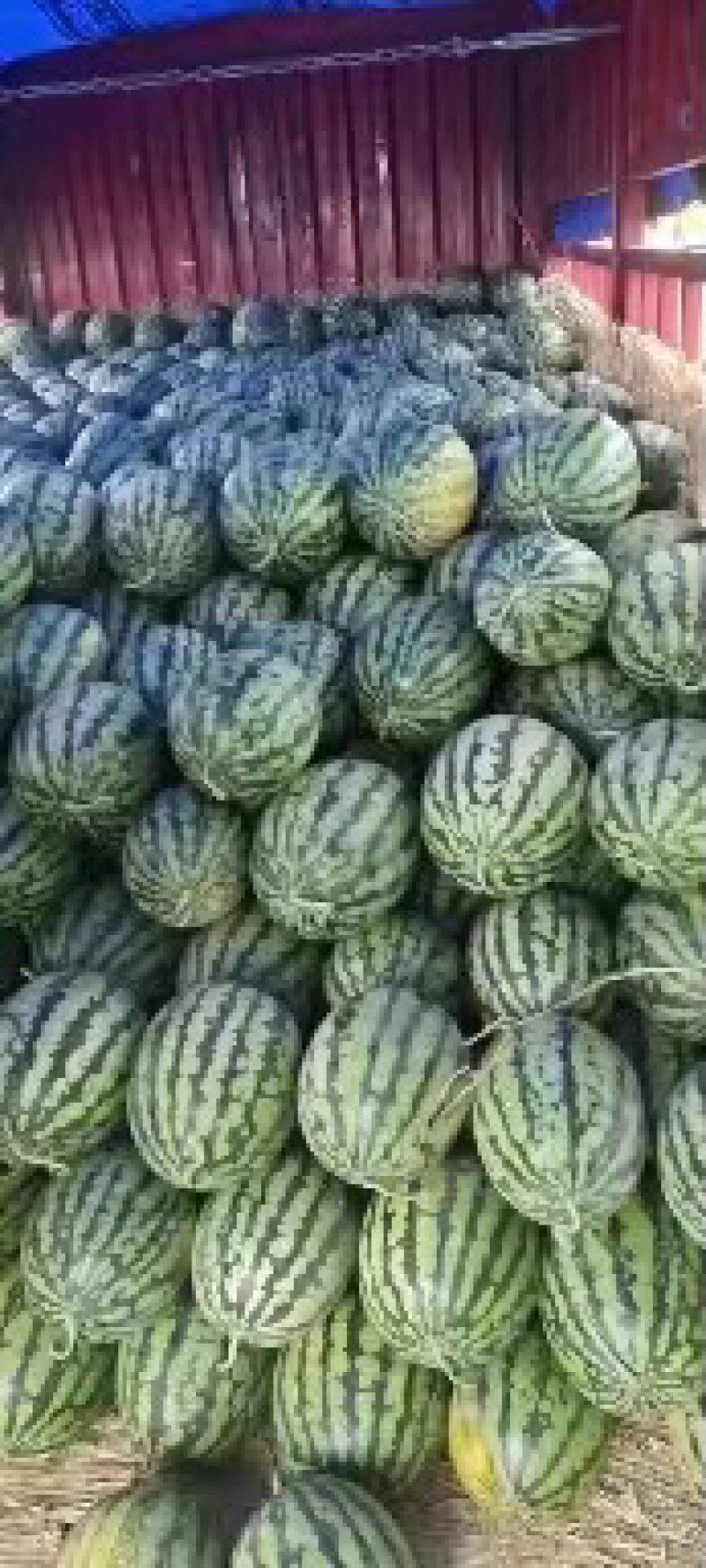 山东陆地甜王，大量供应，皮薄肉多，香甜可口