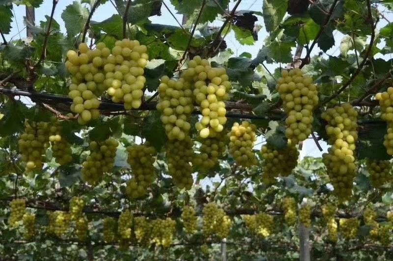 刚子葡萄苗，为广大种植户提供优质苗木，保质保量保成活率
