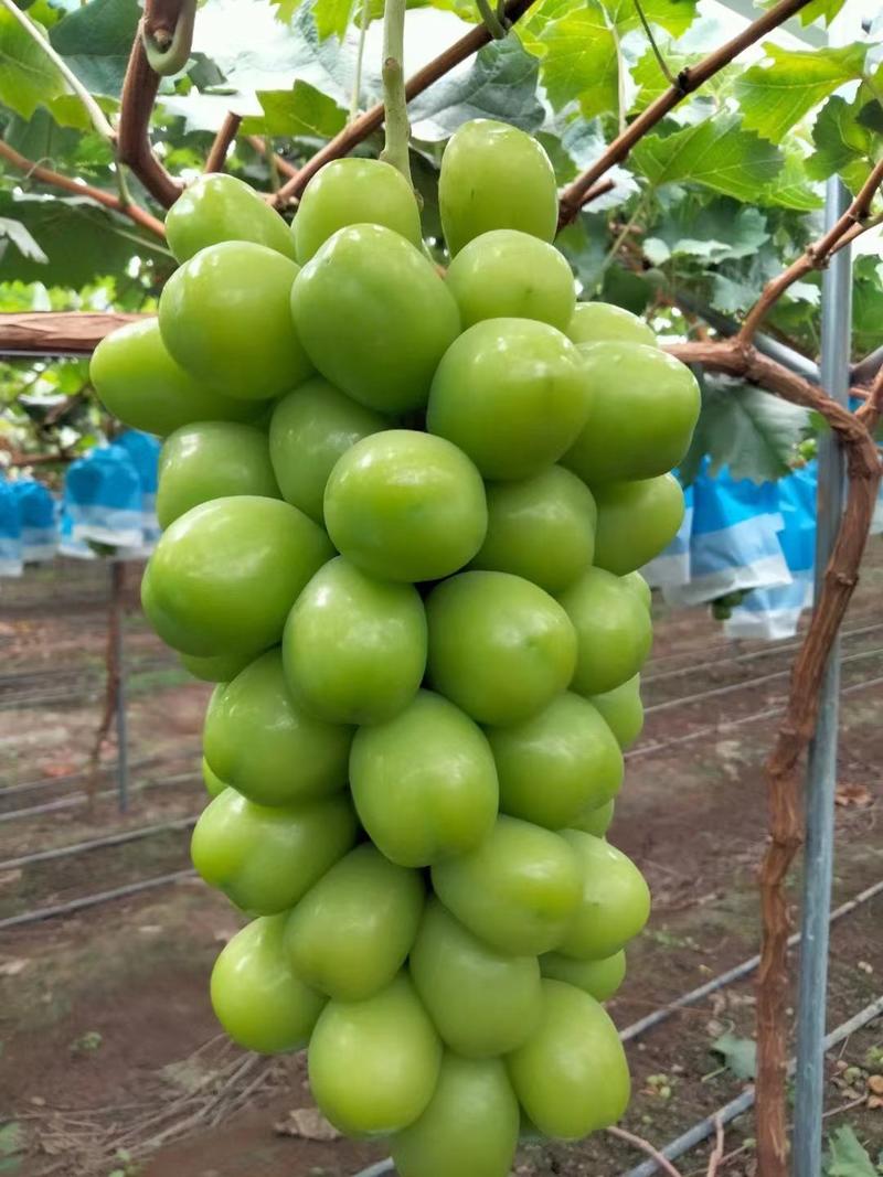 刚子葡萄苗，为广大种植户提供优质苗木，保质保量保成活率