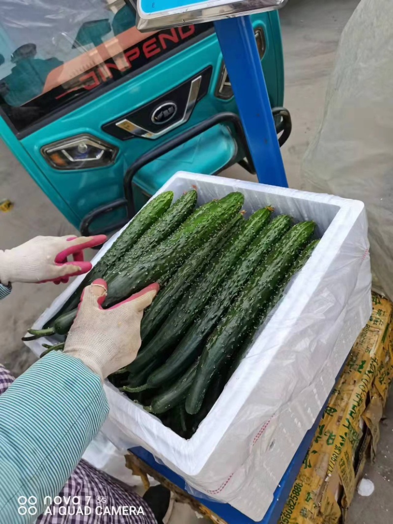 【现货】密刺黄瓜山东黄瓜货源充足新鲜上市干花带刺产地直发