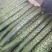 【现货】密刺黄瓜山东黄瓜货源充足新鲜上市干花带刺产地直发
