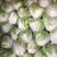 【白菜】精品大白菜小白菜开封产地发货全国市场可视频看货电联