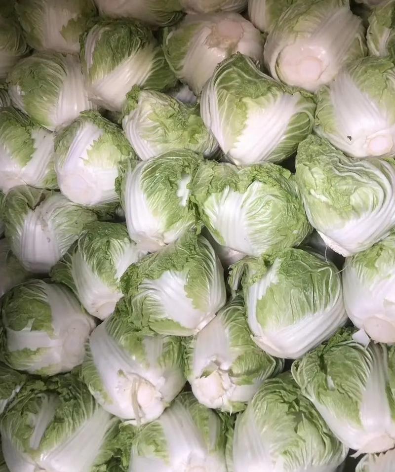 【白菜】精品大白菜小白菜开封产地发货全国市场可视频看货电联