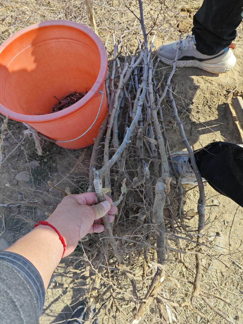 【实力推荐】酸枣苗，析红良刺优种酸枣苗