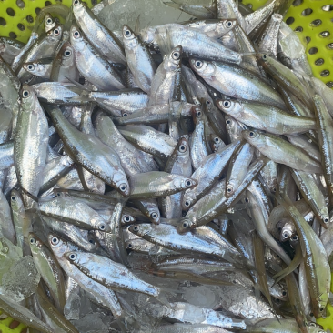 白条鱼、白肖鱼