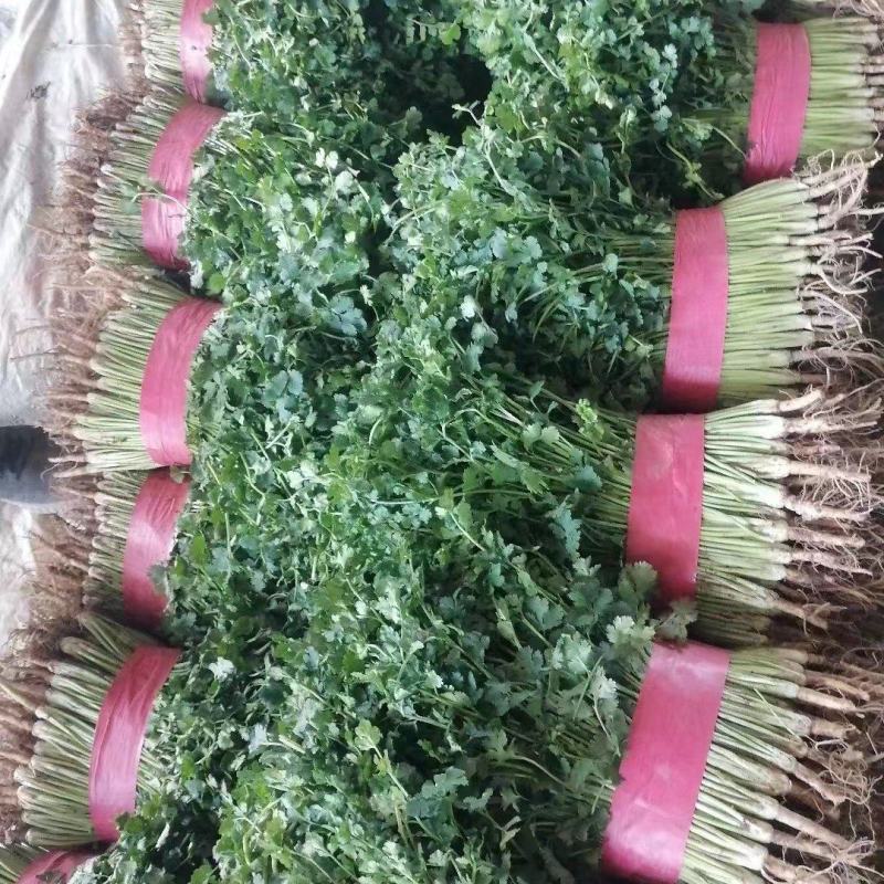 精品香菜，加工厂香菜，供应全国各大批发市场，加工厂！