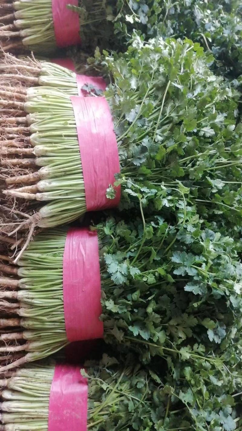 精品香菜，加工厂香菜，供应全国各大批发市场，加工厂！