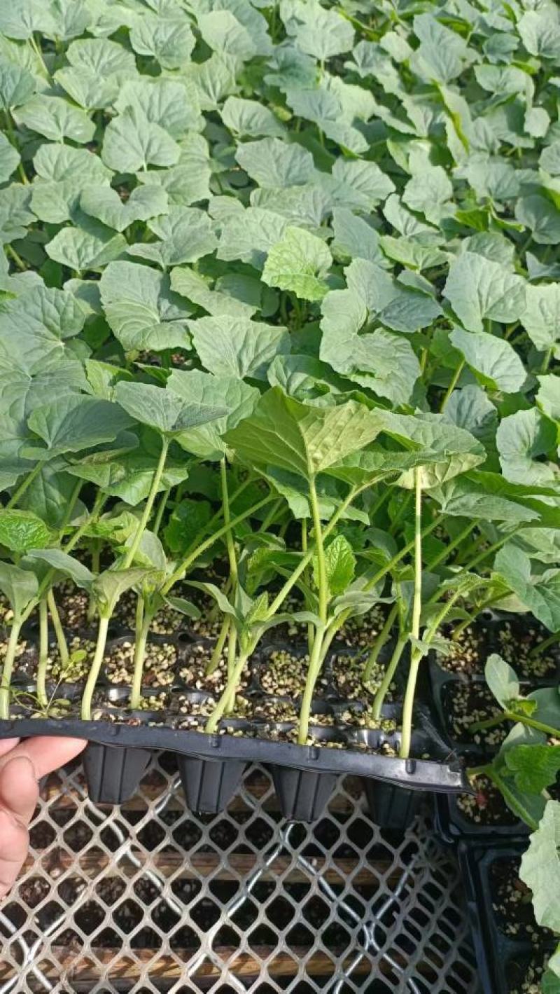 冬瓜苗黑皮铁心广东大冬瓜苗厂家直供山东发货，方便破损包赔