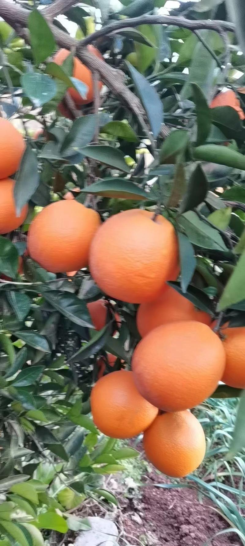 奉节脐橙/脐橙/橙子/柑橘/全国发货产地直发