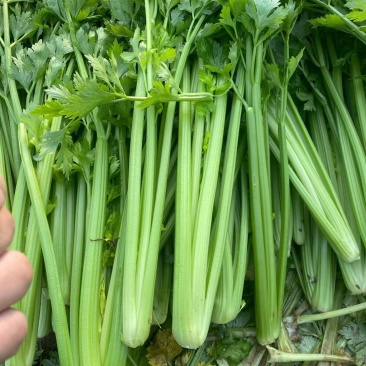 西芹
