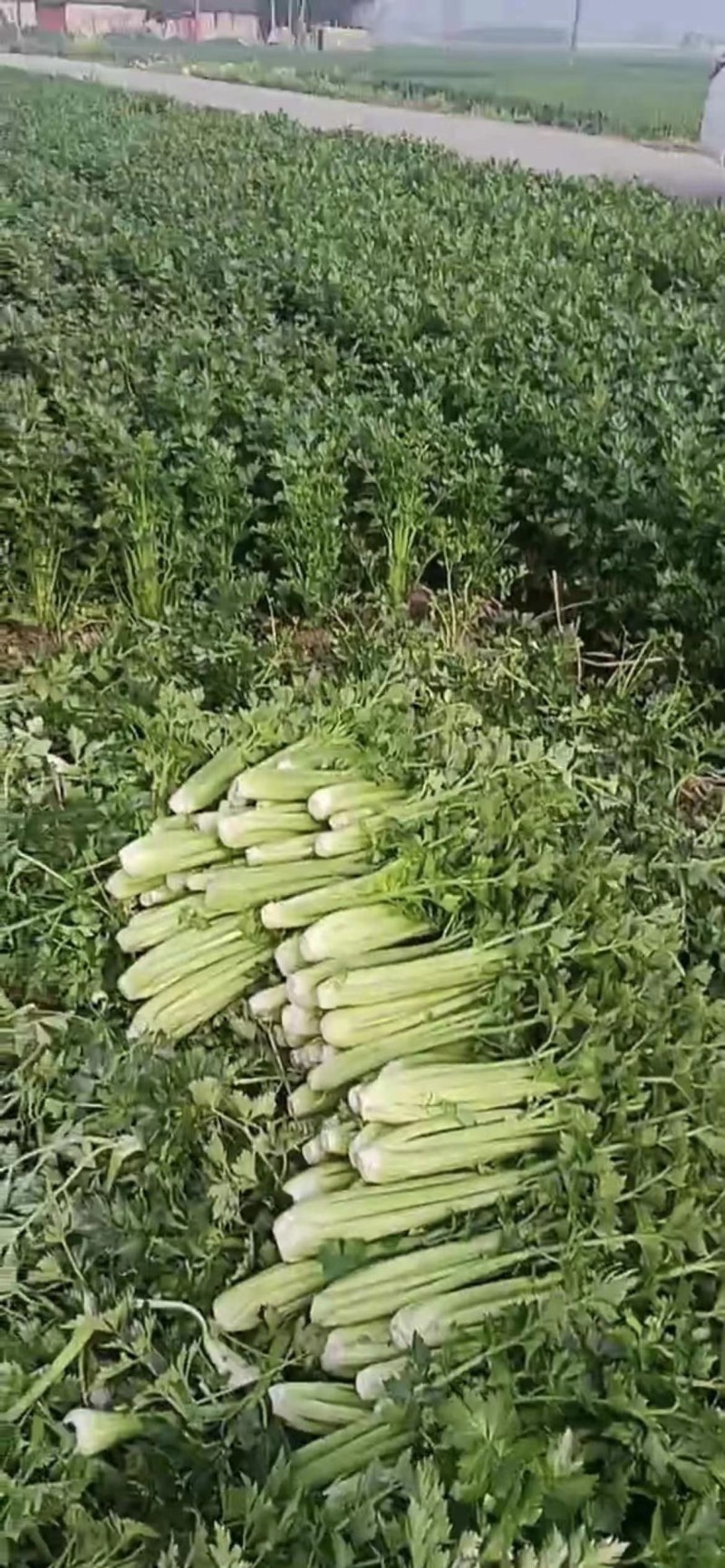 西芹