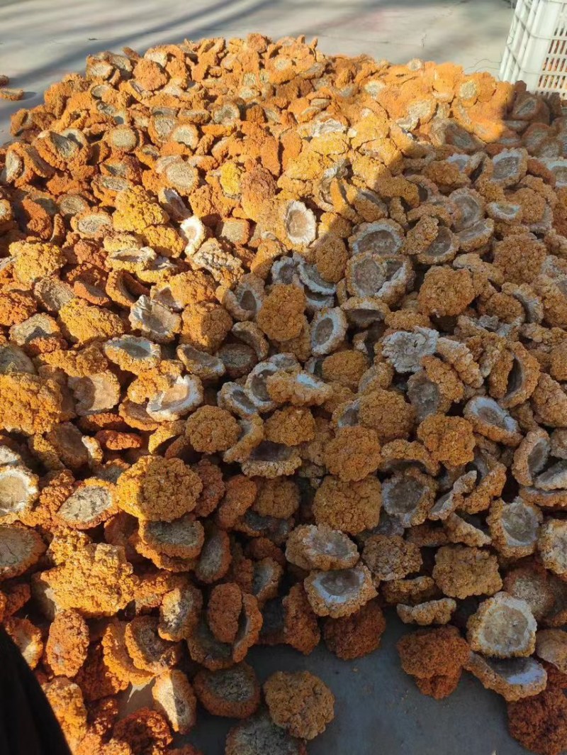 金耳菌干货，农户直接批发