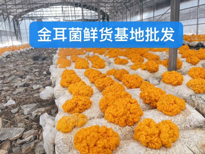 金耳菌干货，农户直接批发