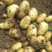 土豆精选荷兰十五，希森6号，V7土豆，黄皮黄心，视频看货