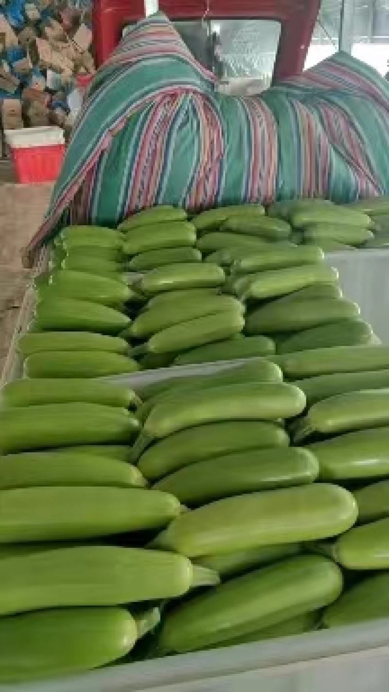 西葫芦绿皮