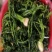 东北咸菜芥菜英子咸菜炖豆腐好吃芥菜英子包邮