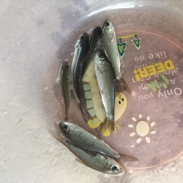 土鲮鱼