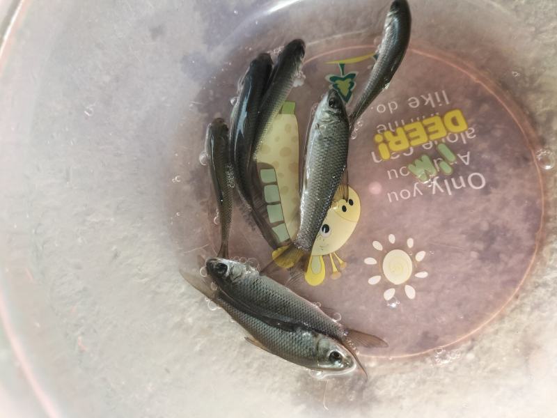 土鲮鱼