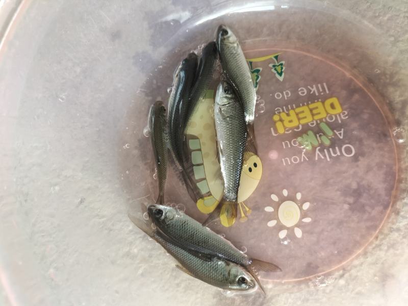 土鲮鱼
