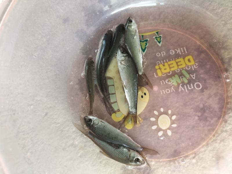 土鲮鱼