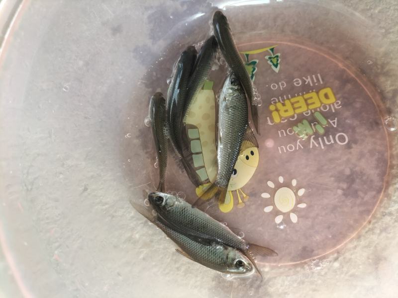 土鲮鱼