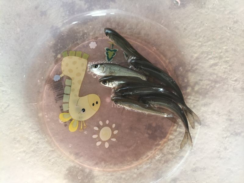 土鲮鱼