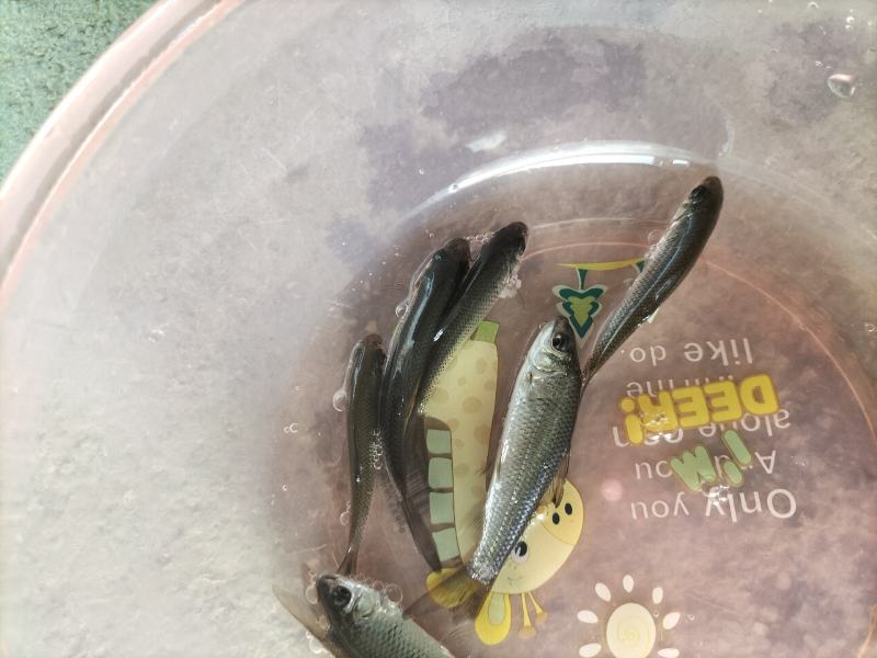 土鲮鱼