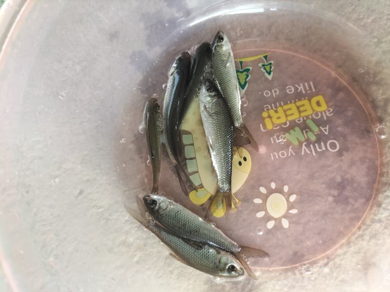 土鲮鱼