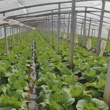 大量现货