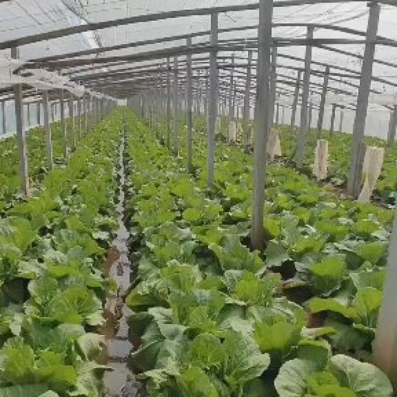 大量现货