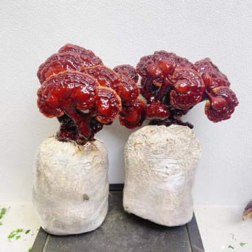 灵芝菌棒工厂直销，支持订做，代工