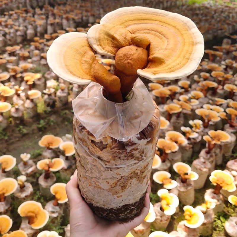 灵芝菌棒工厂直销，支持订做，代工