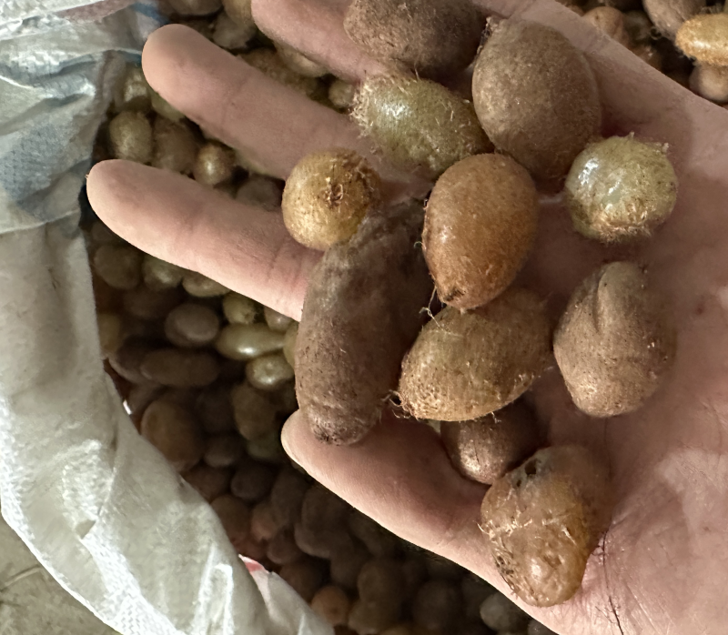 石黄皮