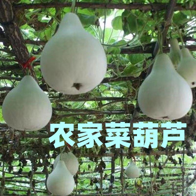 葫芦条干货东北特产菜葫芦薄片晒干农副产品脱水干菜批发