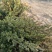 【好货】基地直发地柏工程苗造型树装盘材料苗大量一件代发