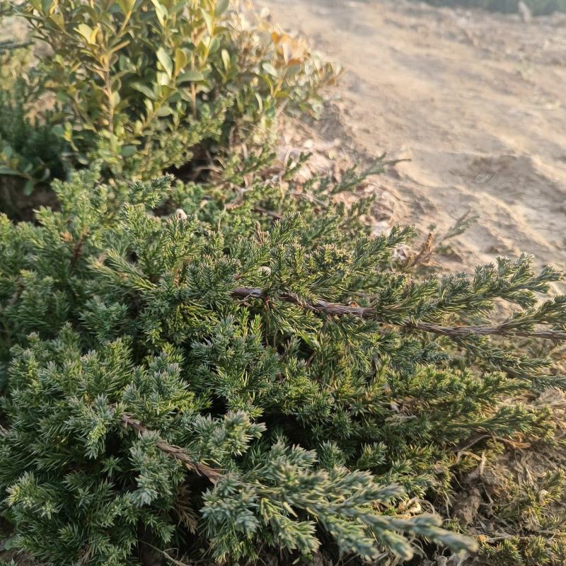 【好货】基地直发地柏工程苗造型树装盘材料苗大量一件代发