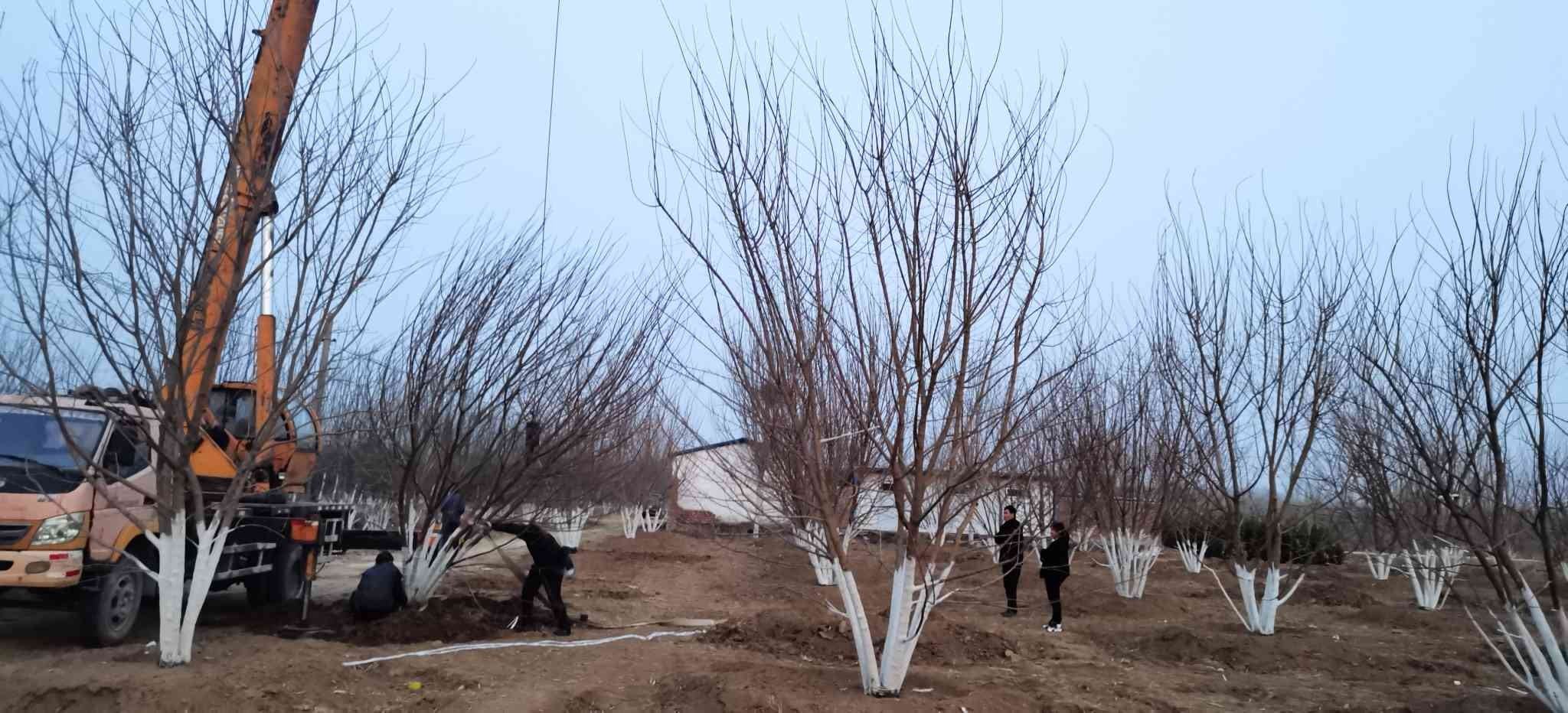 五角枫根部灌药操作示意图