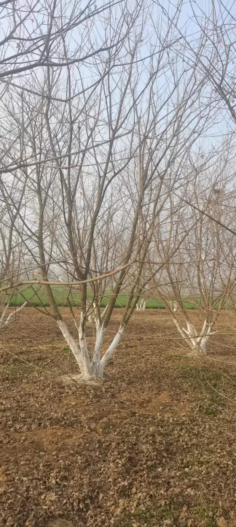 精品独本丛生五角枫