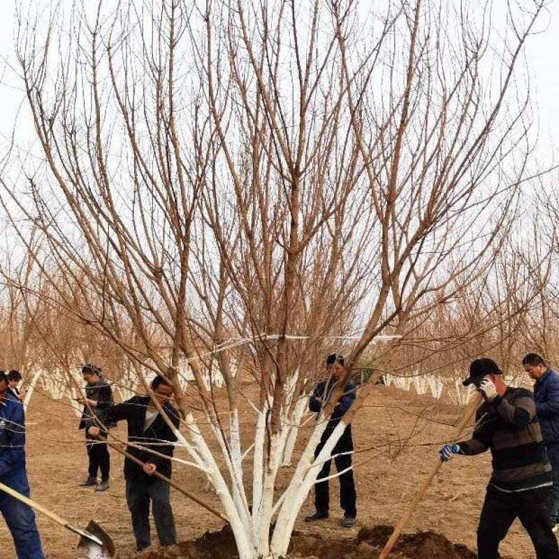 精品独本丛生五角枫
