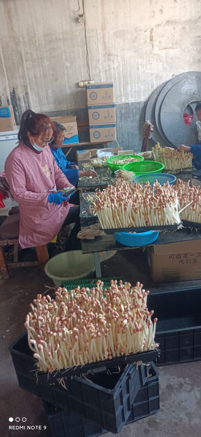 雨旺芽苗菜，花生芽，香椿苗，豌豆苗，罗卜苗，有稳定的货源
