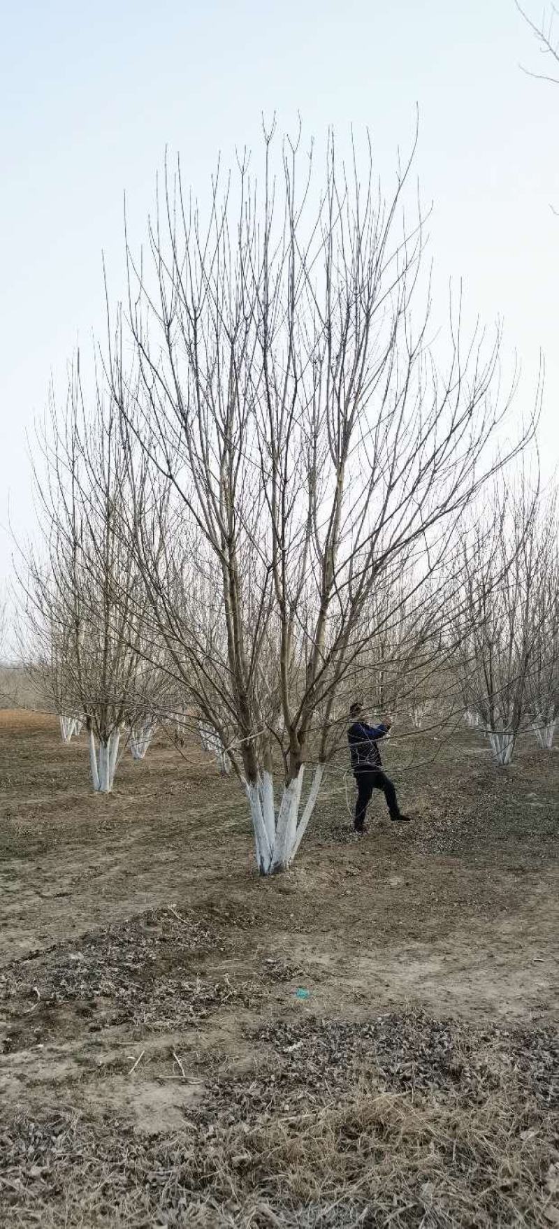 丛生榉树