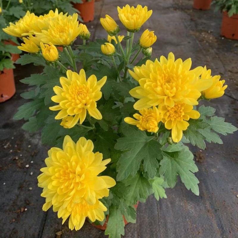 黄菊花盆栽花苗乒乓菊荷兰菊四季花卉阳台庭院楼顶观花