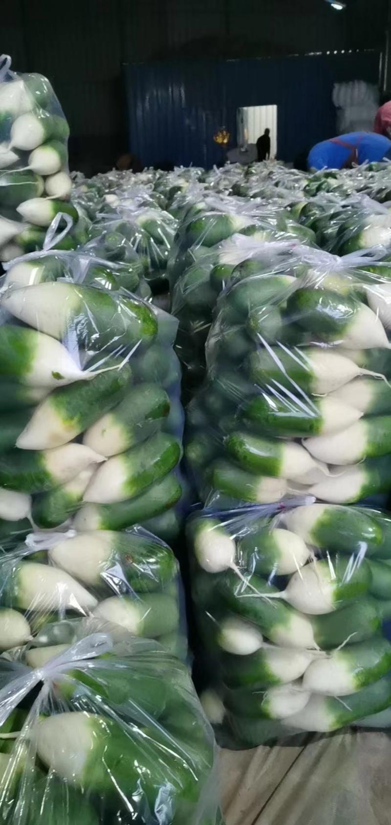 【推荐】萝卜产地萝卜可视频看货量大从优欢迎联系看货