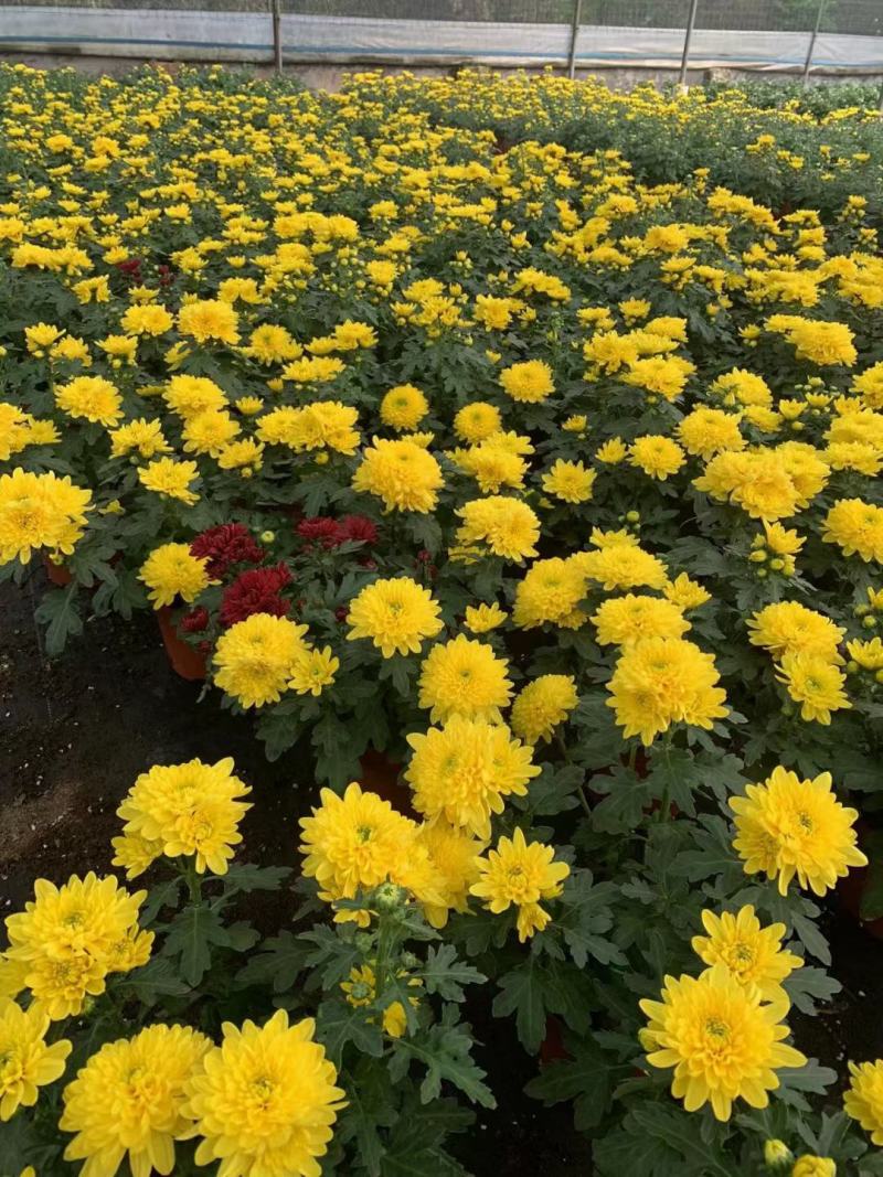 黄菊花盆栽花苗乒乓菊荷兰菊四季花卉阳台庭院楼顶观花